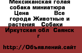 Мексиканская голая собака миниатюра › Цена ­ 53 000 - Все города Животные и растения » Собаки   . Иркутская обл.,Саянск г.